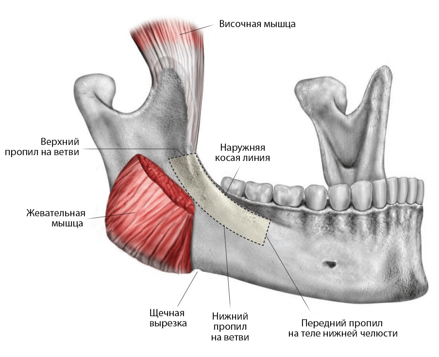 Имплантация нижней челюсти анатомические особенности